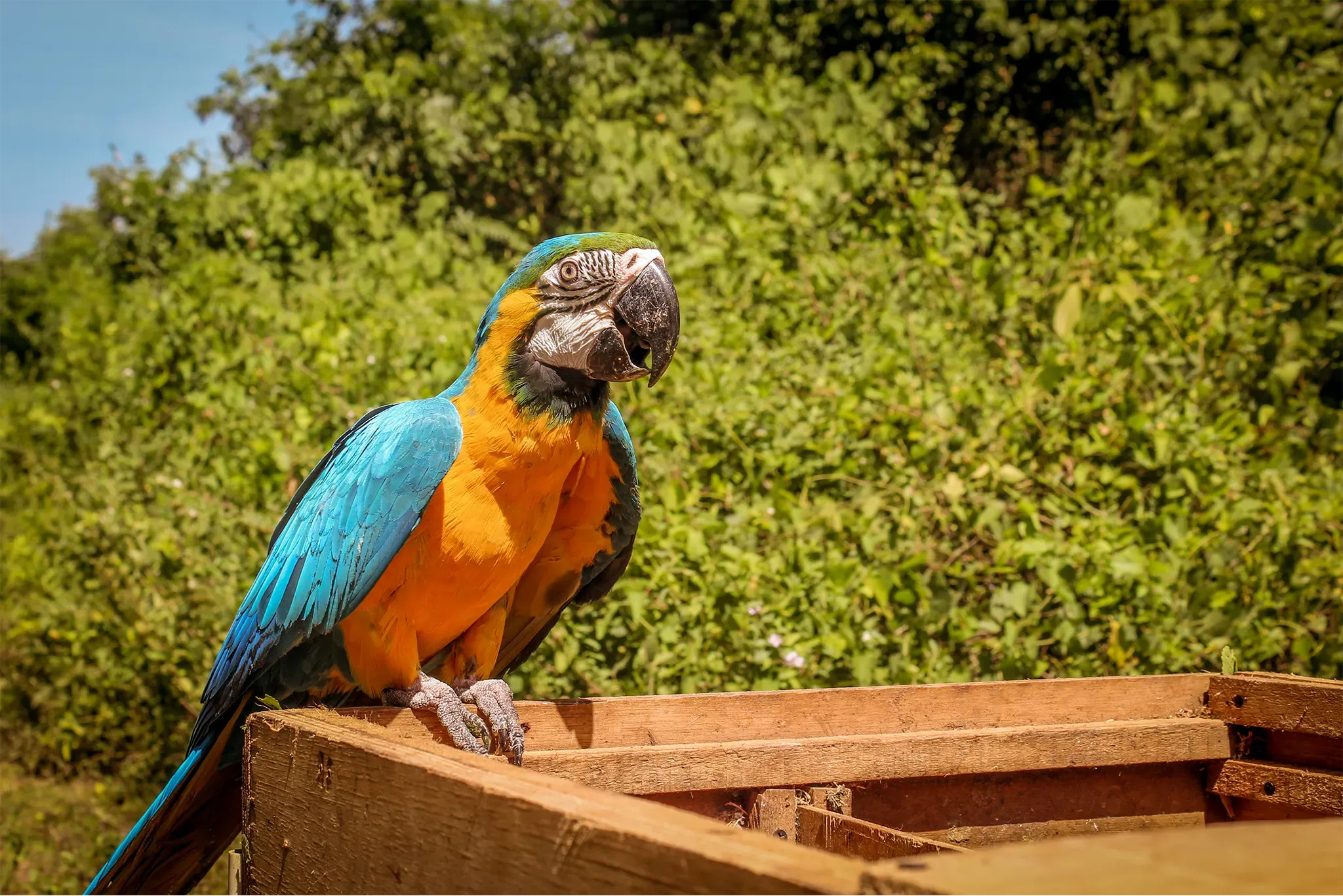 Protección de la biodiversidad