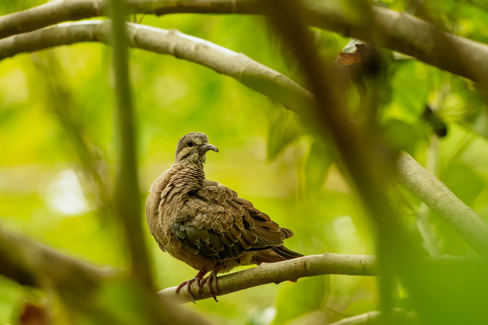 We protect biodiversity and manage our impact on ecological communities